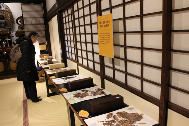 堂内の一角に、仏像や寺社仏閣の材料として用いられる植物が並ぶ:「自然史博物館が仕かける 「Where culture meets nature」展」赤坂志乃