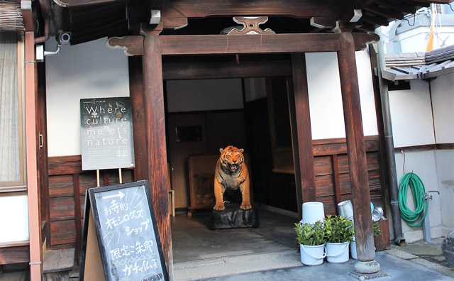 お寺のオモシログッズショップ。迫力満点のトラのはく製が出迎えてくれる:「自然史博物館が仕かける 「Where culture meets nature」展」赤坂志乃